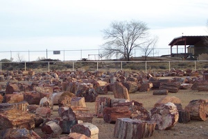 Petrified wood store